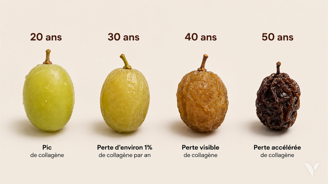 Évolution illustrée du collagène de 20 à 50 ans avec des fruits qui se déshydratent progressivement